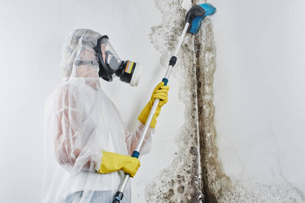Best Emergency Mold Remediation in Newport, KY