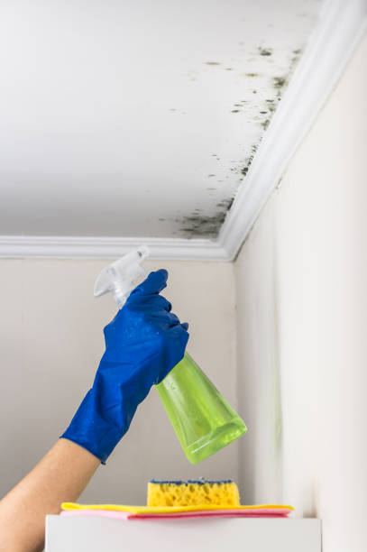 Best Mold Remediation for Specific Building Types in Newport, KY
